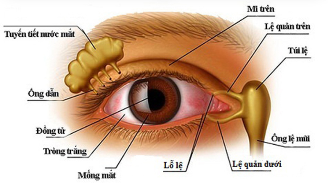 Le-dao-thuong-bi-tac-o-doan-ong-le-mui-nhat