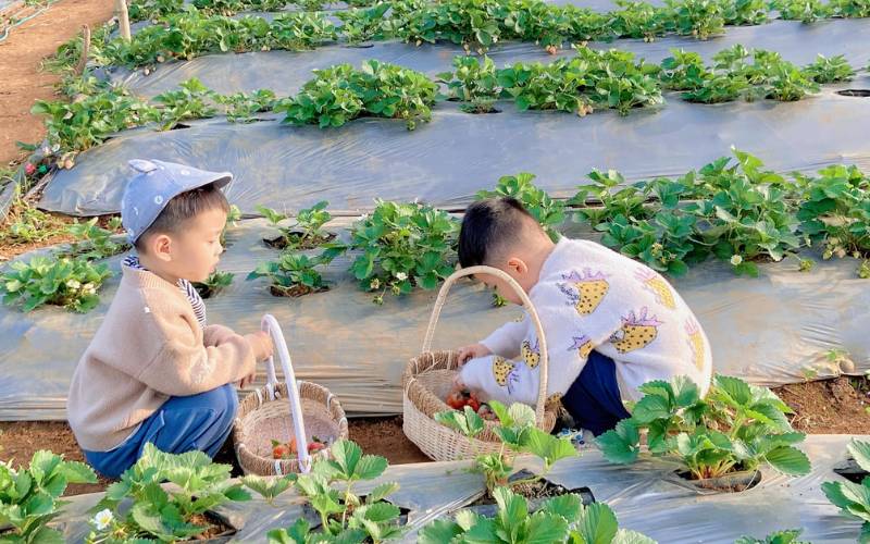 Thiết lập thời gian hợp lý cho những trẻ bị mắt lác