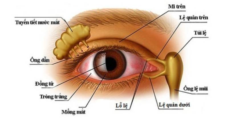 Quy trình bơm thông lệ đạo ở người lớn được thực hiện bởi bác sĩ chuyên khoa mắt