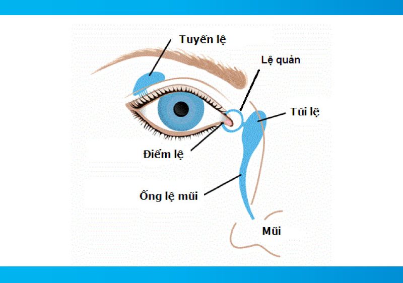 Tuyến lệ có nhiệm vụ là sản xuất nước mắt