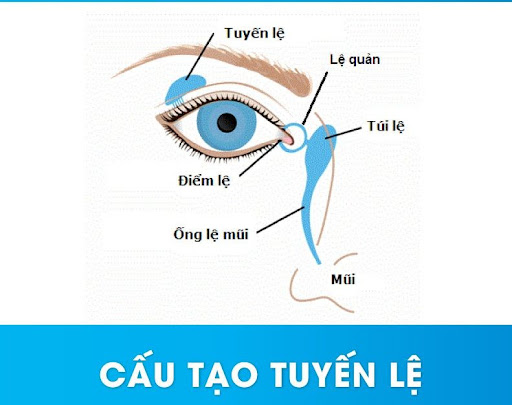 Cấu tạo của lệ đạo