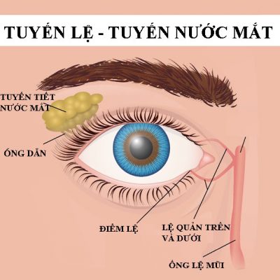 Tuyến lệ giữ vai trò cung cấp nước mắt giữ ẩm và bôi trơn cho bề mặt của mắt