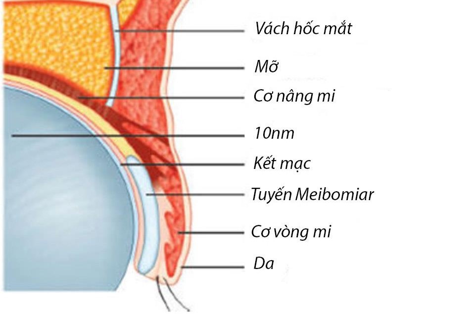 Cấu tạo bờ mi mắt