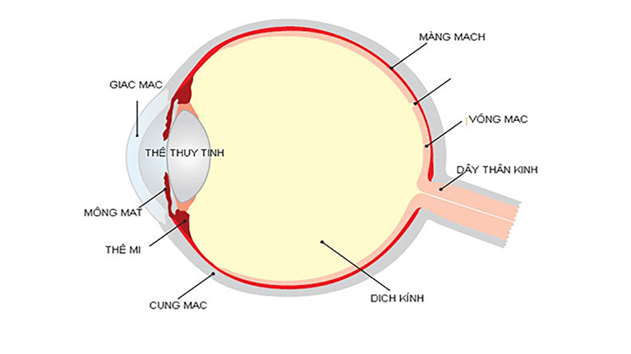 Tổn thương võng mạc do ánh sáng xanh từ thiết bị điện tử